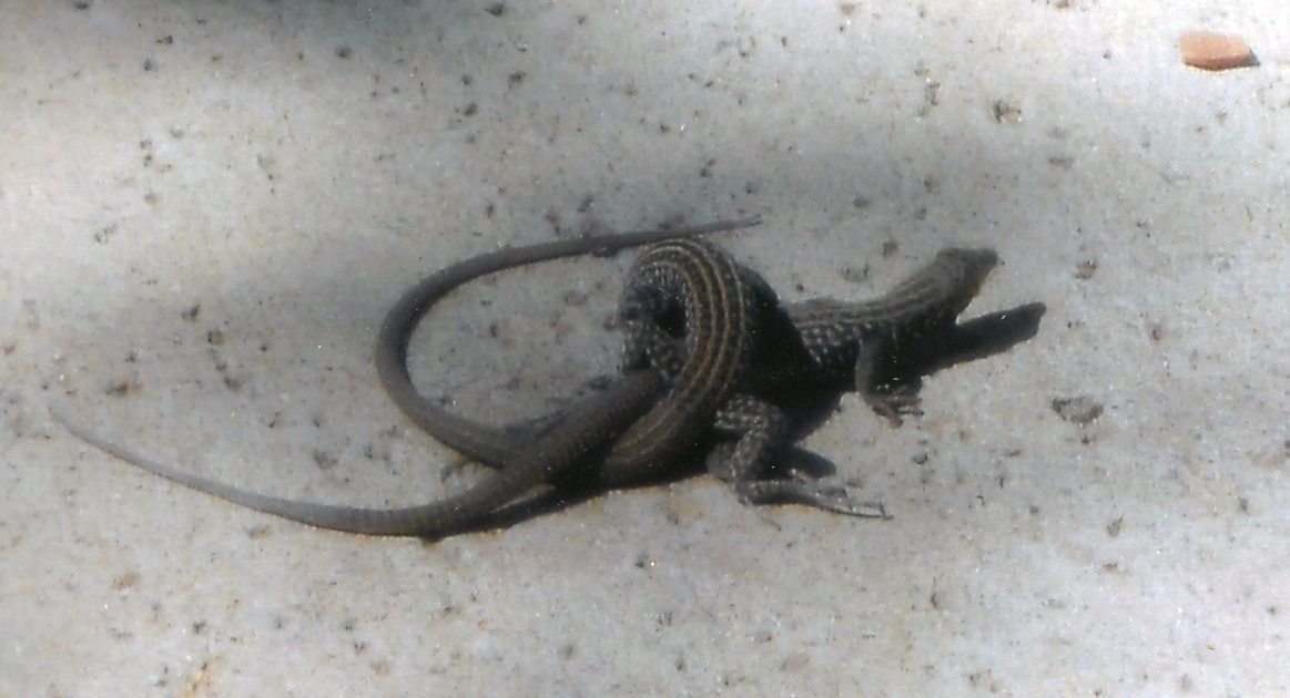 Lizard